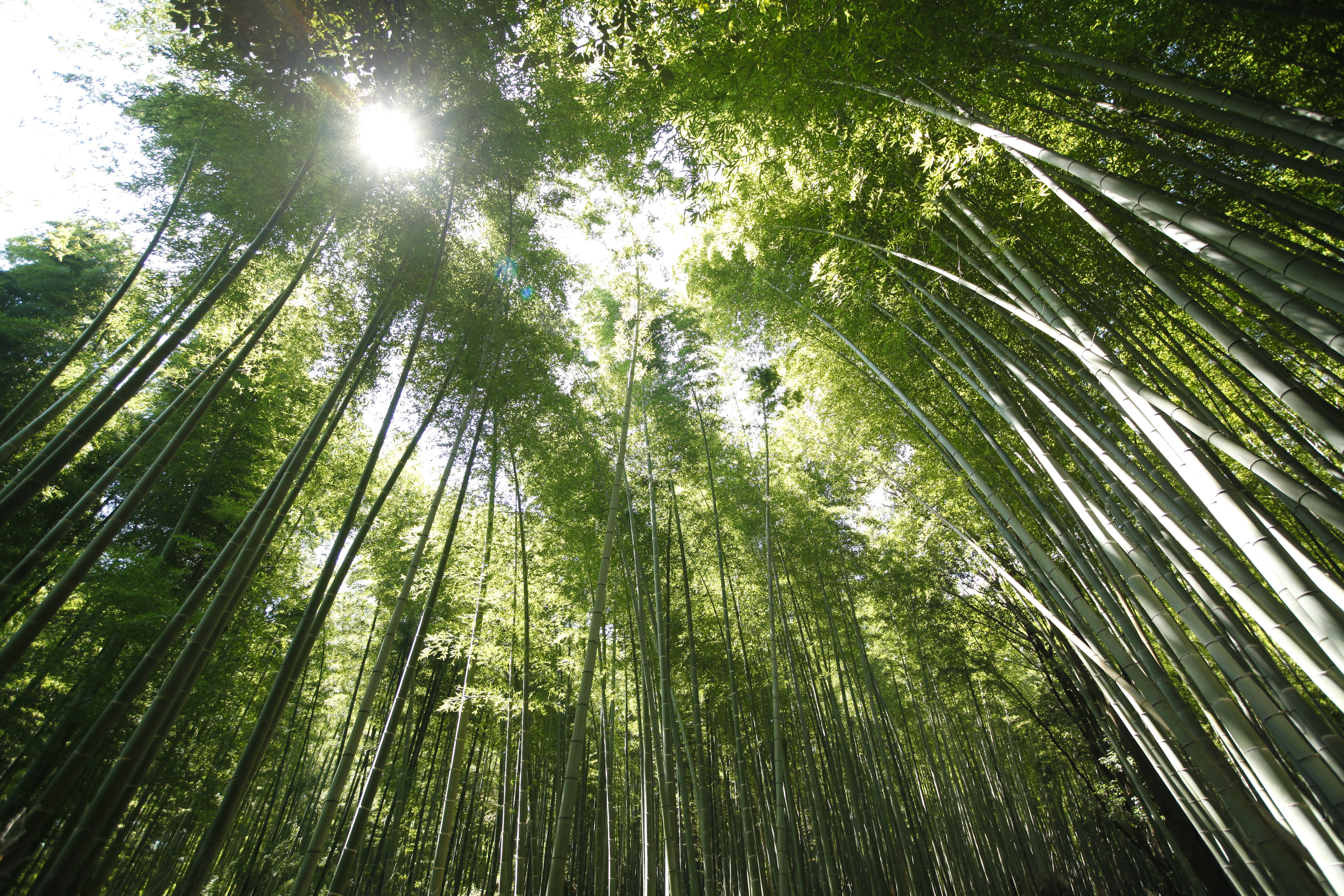 竹林の道