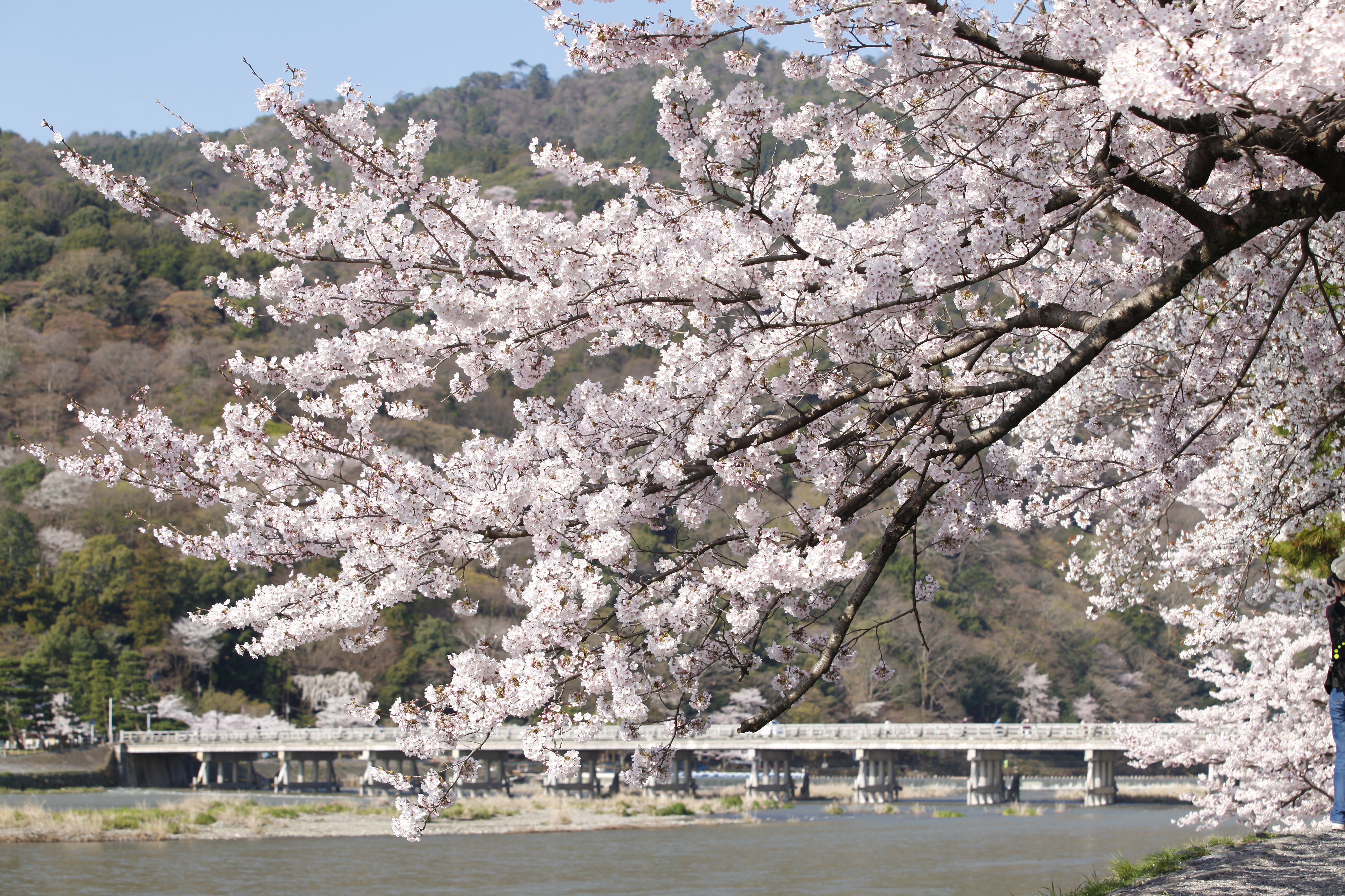 渡月橋